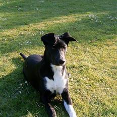 Blanding af racer Elvis