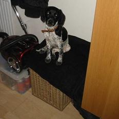 Blanding af racer Rikke