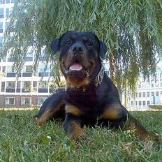 Rottweiler Rocky
