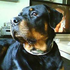 Rottweiler Rocky