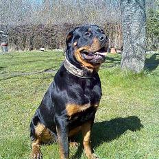Rottweiler Rocky