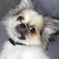 Blanding af racer Amigo