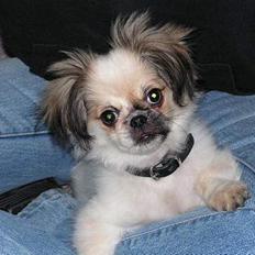 Blanding af racer Amigo