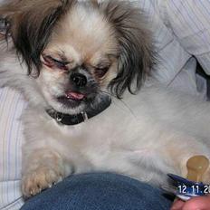 Blanding af racer Amigo