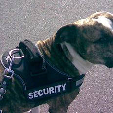 Amerikansk staffordshire terrier Bongo -Givet væk-