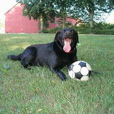 Labrador retriever Zulu (mors hund)