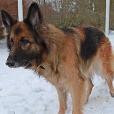 Schæferhund Zita <3