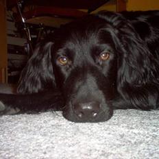 Blanding af racer Basse