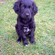 Blanding af racer Basse