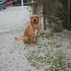Labrador retriever victor