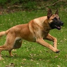 Malinois IPO3 Vandalen´s Iroc - over regnbuen 