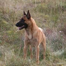 Malinois IPO3 Vandalen´s Iroc - over regnbuen 