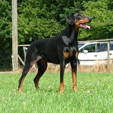 Dobermann Nobles Devil Garden*R.I.P