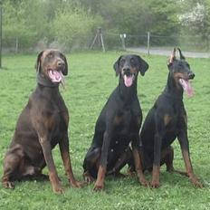 Dobermann Nobles Devil Garden*R.I.P