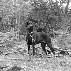 Dobermann Nobles Devil Garden*R.I.P