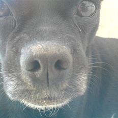 Blanding af racer Molly R.I.P