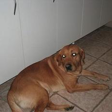 Labrador retriever victor