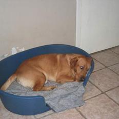 Labrador retriever victor