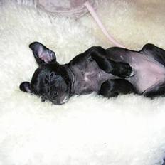 Blanding af racer Molly R.I.P