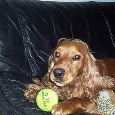 Cocker spaniel zenta