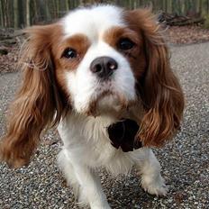 Cavalier king charles spaniel Simpson