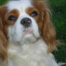 Cavalier king charles spaniel Simpson