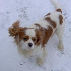 Cavalier king charles spaniel Simpson