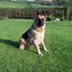 Schæferhund Keiko
