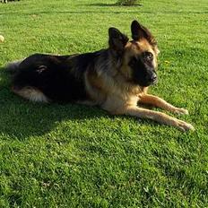 Schæferhund Keiko
