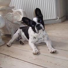 Fransk bulldog Zeus R.I.P