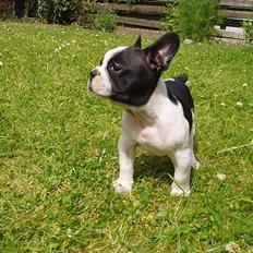 Fransk bulldog Zeus R.I.P