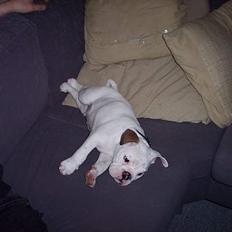 Engelsk bulldog Victor