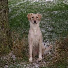 Blanding af racer Freja