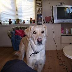 Blanding af racer Freja