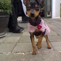 Dvaergpinscher tulle