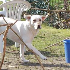 Labrador retriever Siff - R.I.P.