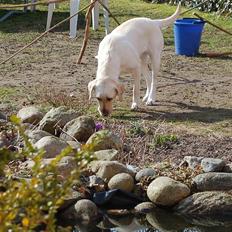 Labrador retriever Siff - R.I.P.