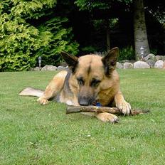 Schæferhund puk *død*