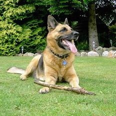 Schæferhund puk *død*