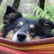 Collie langhåret Lucca  