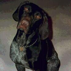 Korthåret hønsehund Seb