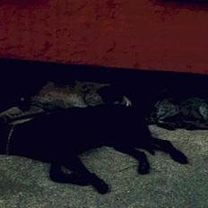 Korthåret hønsehund Seb