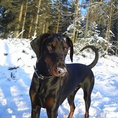 Dobermann Torontos Tess 