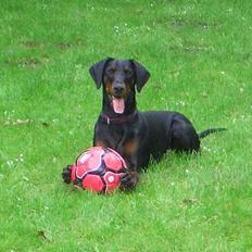 Dobermann Torontos Tess 