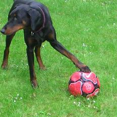 Dobermann Torontos Tess 