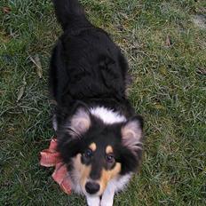 Collie langhåret Lucca  