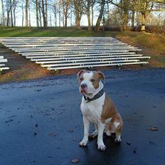 Amerikansk staffordshire terrier Tjaco