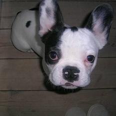 Fransk bulldog Anton