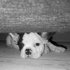 Fransk bulldog Anton