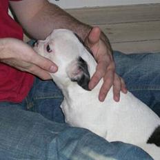 Fransk bulldog Anton